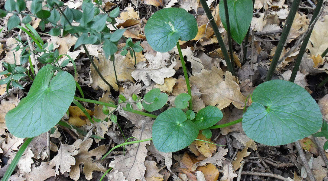 Ranunculus ficaria L. sl.